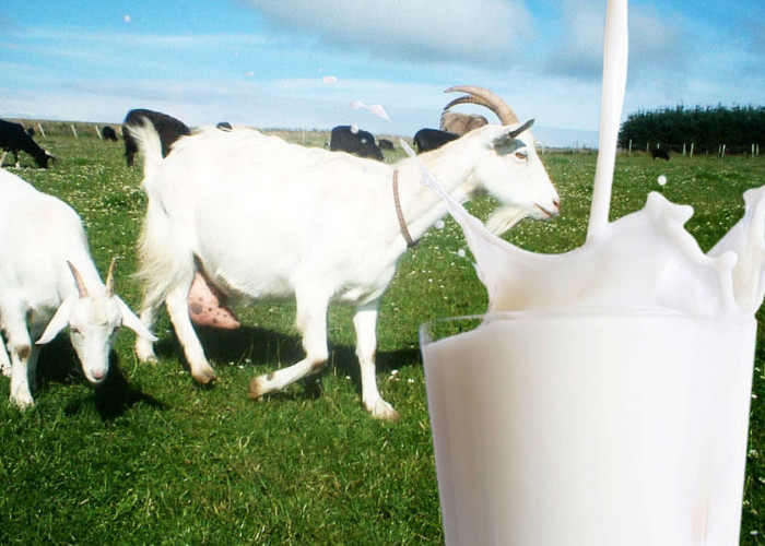  Alergi susu sapi?  Coba Konsumsi Susu Kambing yang Punya Segudang Manfaat, Termasuk untuk Kecantikan