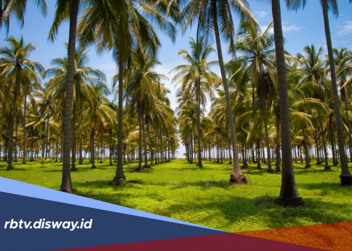 Daerah Penghasil Kelapa Terbesar di Indonesia, Sulawesi Utara Masuk Daftar