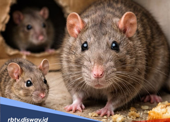 Aroma yang Tidak Disukai Tikus, Gunakan untuk Usir atau Cegah Tikus Masuk ke Rumah