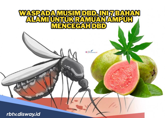 Waspada DBD, Ini 7 Bahan Alami untuk Ramuan Ampuh Mencegahnya