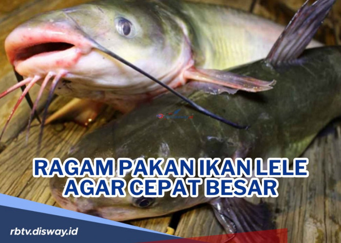 Pakan Ikan Lele agar Cepat Besar serta Alternatif Pakan Lain, Dijamin Lele Gemuk dan Sehat!