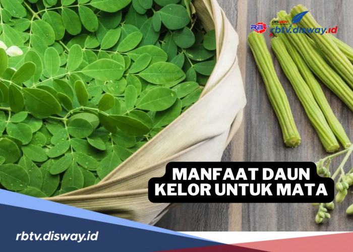 Baru Tahu, Ternyata Ini 4 Manfaat Daun Kelor untuk Kesehatan Mata