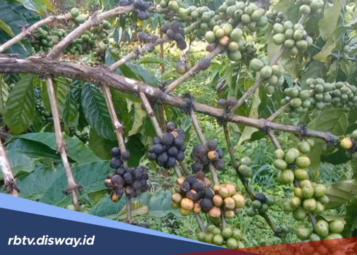 Petani Kopi Dibikin Repot dengan Penyakit Antraknosa, ternyata Begini Cara Mengatasinya