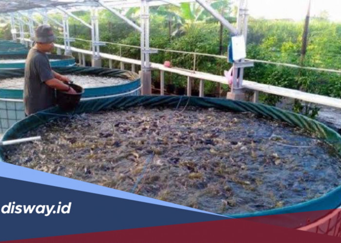 Mulai Budidaya Lele dari Rumah, Modal Terjangkau dan Cocok untuk Pemula