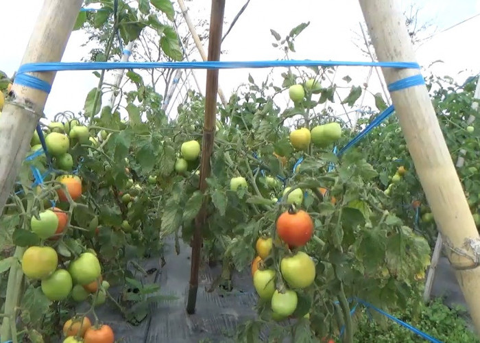 Update Harga Sayuran di Rejang Lebong, Tomat Rp 1.000 per Kg