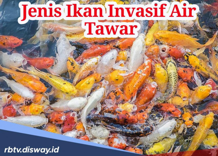 Ternyata 5 Jenis Ikan Invasif Air Tawar Ini Sering Dijadikan Lauk di Rumah