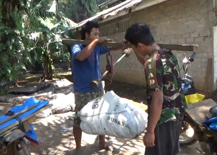 Hasil Panen Karet di Bengkulu Utara Turun, Harga Belum Bergerak Naik