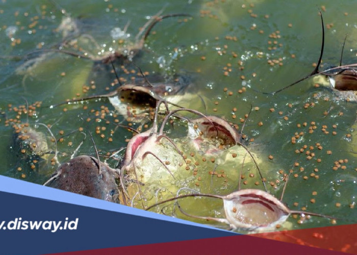 Penyebab Budidaya Lele Mati Massal di Kolam Rumah dan Cara Mencegahnya