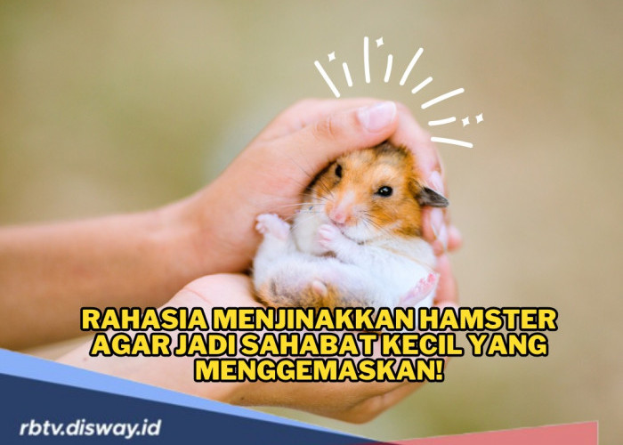 Nih! Rahasia Menjinakkan Hamster agar Jadi Sahabat Kecil yang Menggemaskan, Yuk Coba