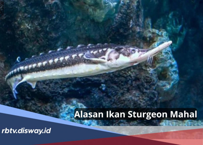 Mengungkap Alasan Kenapa Ikan Sturgeon Mahal, Simak Keistimewaan yang Dimilikinya