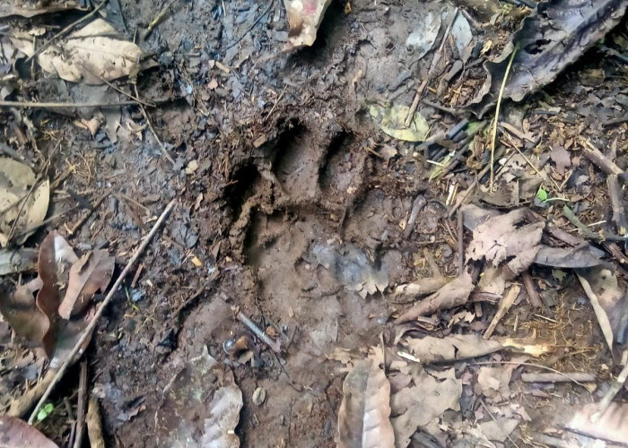 Diduga Lebih Satu Ekor Harimau Berkeliaran, Jejak Kaki Sering Ditemukan Warga