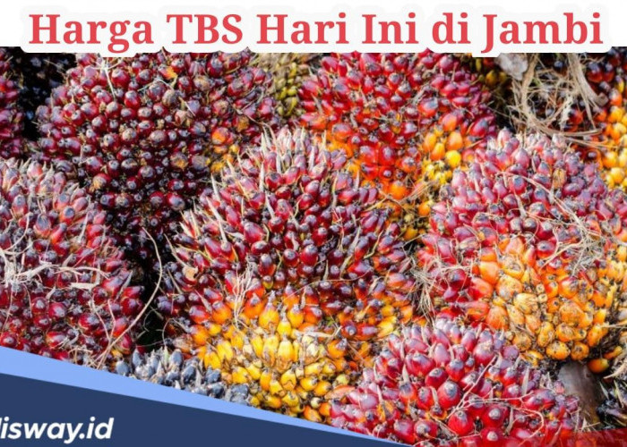 Update Harga TBS di Jambi Hari Ini Senin 5 Agustus 2024, Terus Bergerak Naik