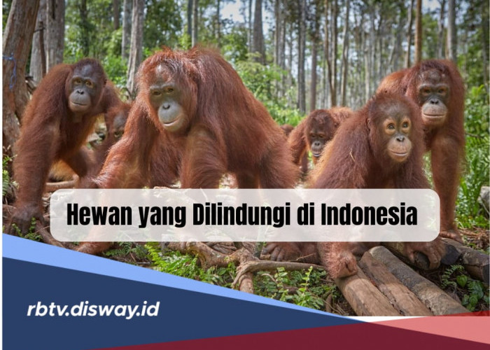 Ini 15 Jenis Hewan yang Dilindungi di Indonesia Serta Asal Daerahnya, Harus Tahu! 