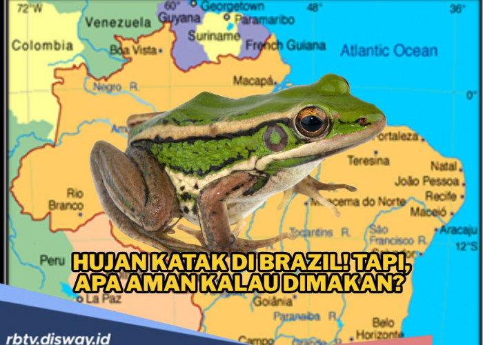 Geger Hujan Katak di Brazil, tapi Apakah Aman Kalau Dimakan? Begini Penjelasan Ilmiahnya