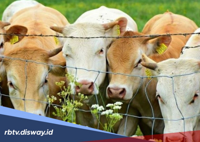 Estimasi Harga Hewan Kurban Jenis Kambing dan Sapi Berdasarkan Tren Pasar Mei 2026