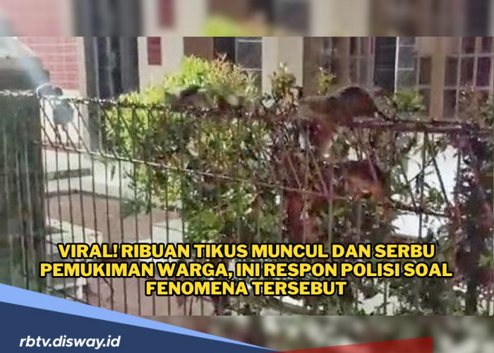 Ngeri, Ribuan Tikus Muncul dan Serbu Pemukiman Warga, Begini Kata Polisi