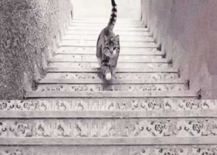 Ketahui Kepribadian Anda, Kucingnya Berjalan Naik atau Turun?