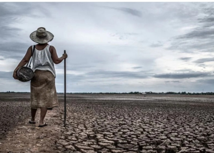 Hanya 2 Provinsi Ini yang Aman Hantaman El Nino, Sisanya Kekeringan Parah