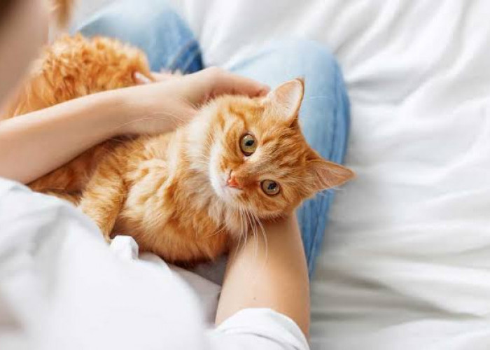Seperti Ini Cara Merawat Kucing yang Dianjurkan, Kucing jadi Sehat dan Bahagia