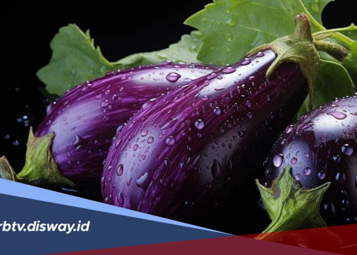 Tips Menanam dan Merawat Terung di Halaman Rumah agar Subur dan Rajin Berbuah