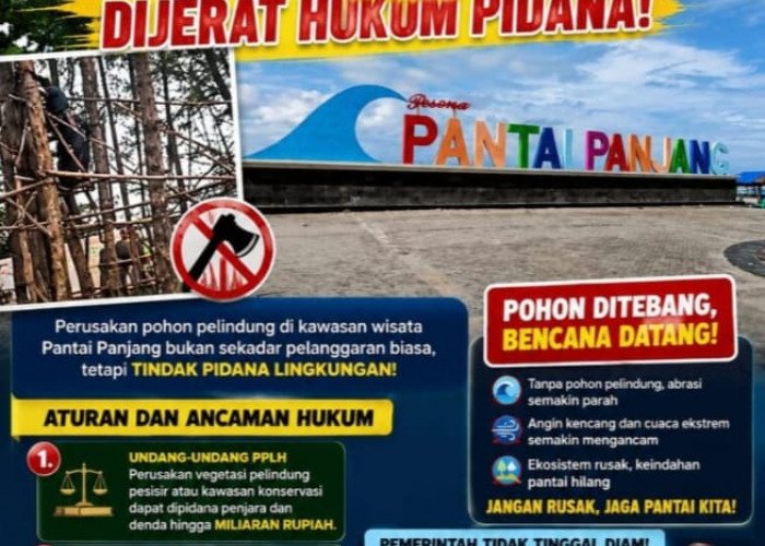 Tebang Pohon Cemara Laut di Pantai Panjang, Satpol PP Bengkulu Panggil Oknum Warga