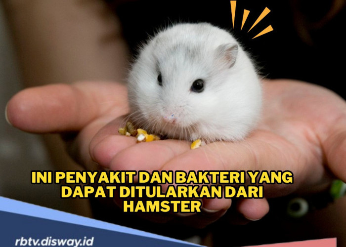 Mungil dan Menggemaskan, Tapi Hati-Hati! Ini Penyakit dan Bakteri yang Ditularkan dari Hamster