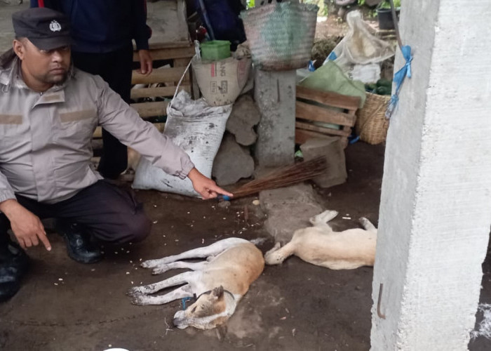 Petani di Kabupaten Kepahiang Tersambar Petir di Kebun, 2 Ekor Anjing Mati