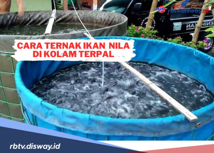 Cara Ternak Ikan Nila di Kolam Terpal dan Tahapan Langkahnya, Untung Jutaan Rupiah