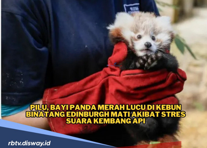 Pilu, Bayi Panda Merah di Kebun Binatang Edinburgh Mati, Diduga Akibat Stres Suara Kembang Api