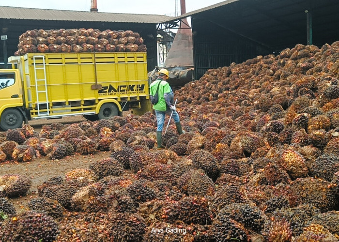 Update Harga TBS Kelapa Sawit di PKS Seluma Hari Ini Naik, Ini Daftarnya