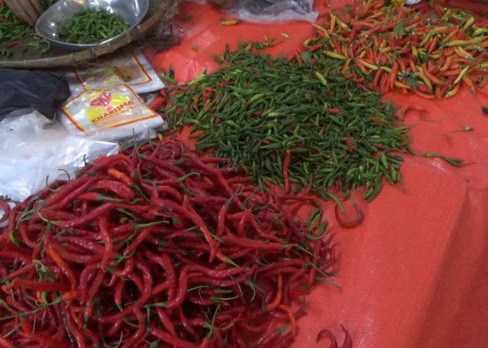Harga Cabai Merah di Bengkulu Utara Masih Tinggi, Sempat Tembus Rp 70 Ribu per Kilogram 