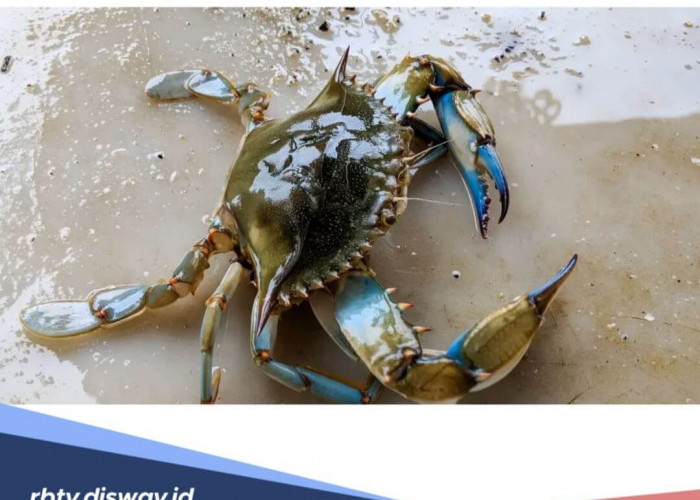 Mitos Makan Kepiting saat Hamil, Dapat Membawa Nasib Buruk? 
