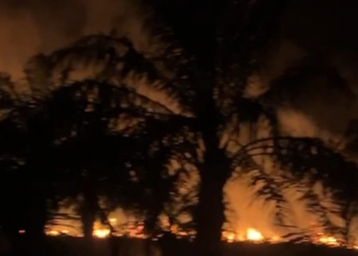 Lahan Perkebunan Sawit di Pasar Seluma Terbakar