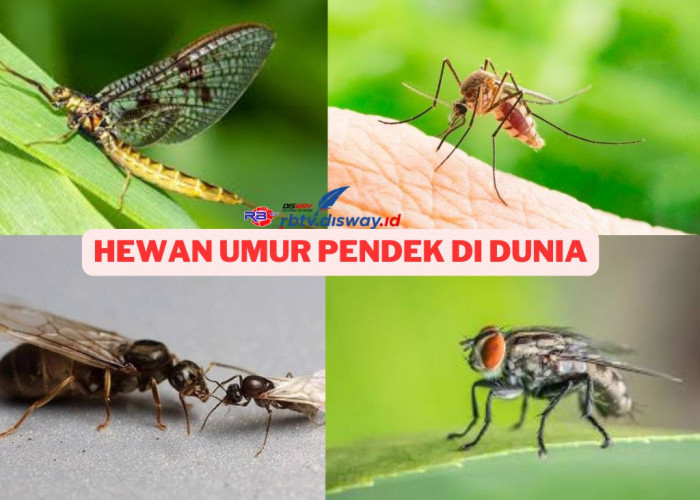 Daftar 5 Hewan dengan Umur Pendek di Dunia, Ada yang hanya Hitungan Jam