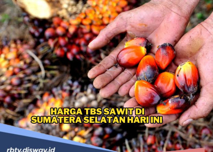 Harga TBS Sawit di Sumatera Selatan Hari Ini Periode 1! Cek Rinciannya di Sini Ada Kenaikan?