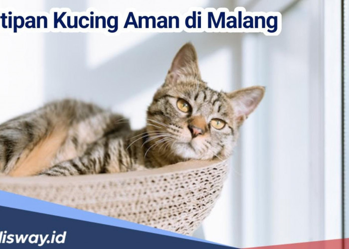 Mudik Tenang Kucing Aman, Ini Rekomendasi Tempat Penitipan Kucing di Malang