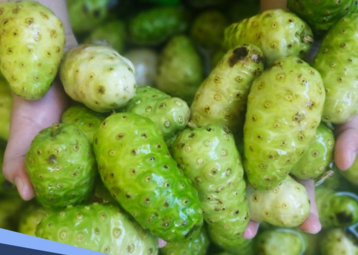 Buah Hijau Kaya Khasiat, Ini Manfaat Buah Duku untuk Kesehatan