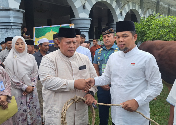 Sapi Rambo Bobot 1,3 Ton, Kurban dari Presiden Prabowo Dipotong untuk Masyarakat Mukomuko