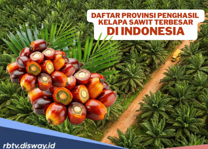 9 Provinsi Penghasil Kelapa Sawit Terbesar di Indonesia, Ada Daerahmu?
