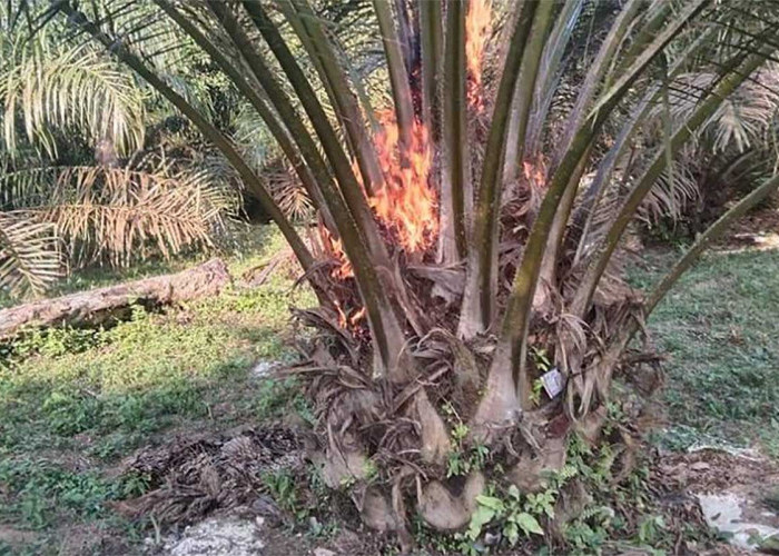 Penting untuk Petani Sawit Pemula, Ini Penyebab Tanaman Sawit Tidak Berbuah
