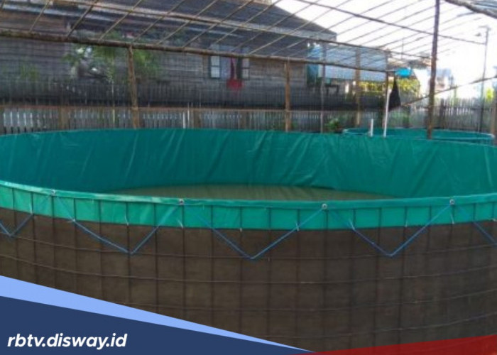 Jangan Salah, Ini Hitungan Jumlah Bibit Ikan Nila untuk Kolam Bundar Berdasarkan Diameter 