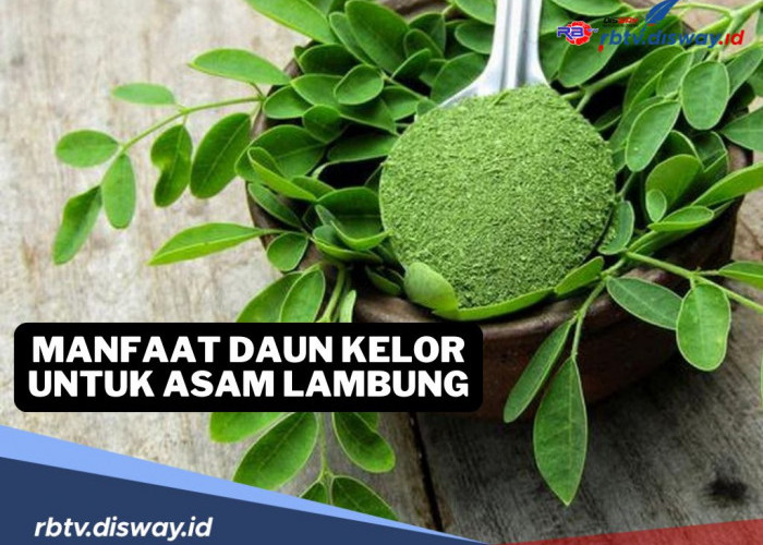 Manfaat Daun Kelor untuk Penderita Asam Lambung, Coba dan Rasakan Langsung Khasiatnya