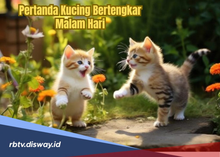 Pertanda Kucing Bertengkar Malam Hari Menurut Pandangan Islam dan Primbon Jawa
