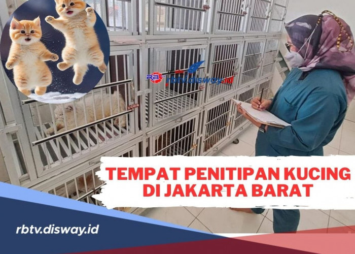 Rekomendasi Tempat Penitipan Kucing di Jakarta Barat, Biaya Mulai Rp 40 Ribu saja