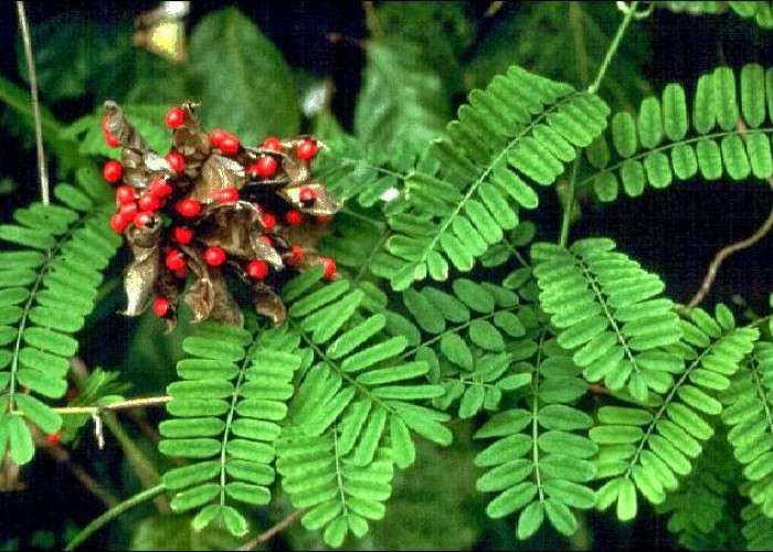 Hanya Dengan Minum Teh Ini Batuk Bisa Sembuh, Sariawan pun Sembuh Jika Mengunyah Daun Ini  