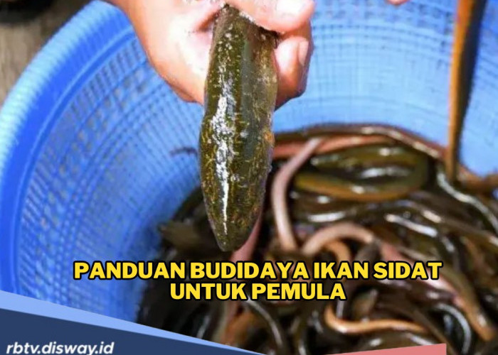Trik Budidaya Ikan Sidat untuk Pemula, Peluang Bisnis Menjanjikan dari Kolam Sederhana