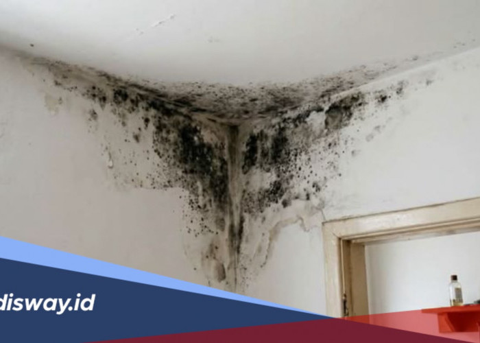 Cara Menghilangkan Jamur di Dinding Rumah agar Bersih dan Tidak Mudah Muncul Lagi