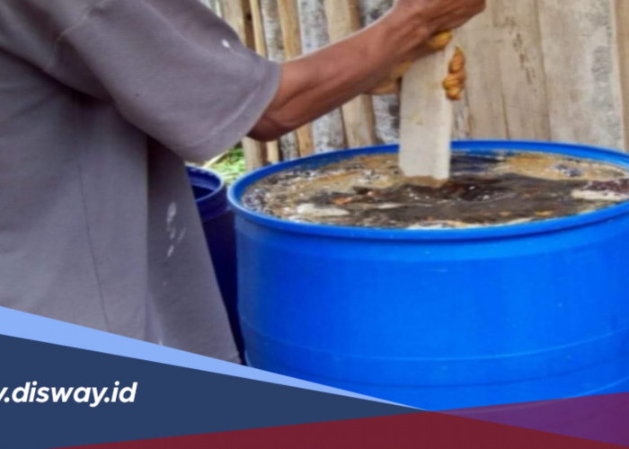Cara Membuat Pupuk Organik Cair Sendiri untuk Melebatkan Buah Kelapa Sawit di Lahan Gambut