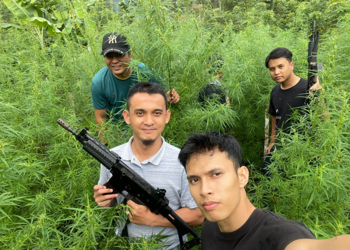 Ladang Ganja 1,5 Hektare Ditemukan di Binduriang Rejang Lebong