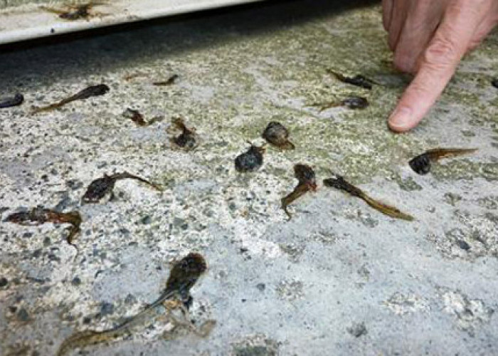 Mustahil tapi Nyata, Hujan Katak di Negeri Sakura yang Bikin Geger